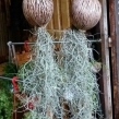 Cây Dưỡng Khí 