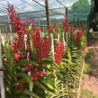 Hoa Lan Mokara mix màu