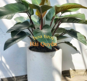 Cây Đế Vương Đỏ