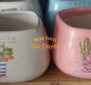 Chậu Cây Cảnh Sứ Xinh Xắn