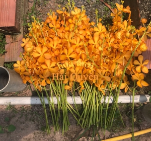 Hoa Tươi Đẹp, Lan Mokara Cắt Cành Vàng Nến