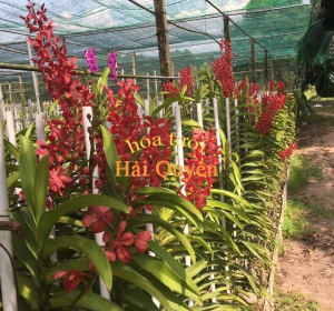 Hoa Lan Mokara mix màu
