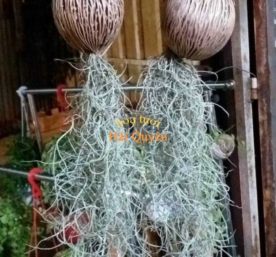 Cây Dưỡng Khí 