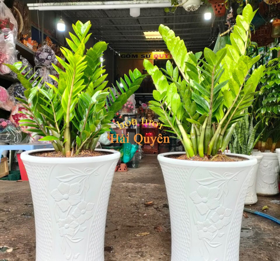 Cây Kim Tiền Phong Thủy Đẹp Sang Trọng May Mắn Tài Lộc
