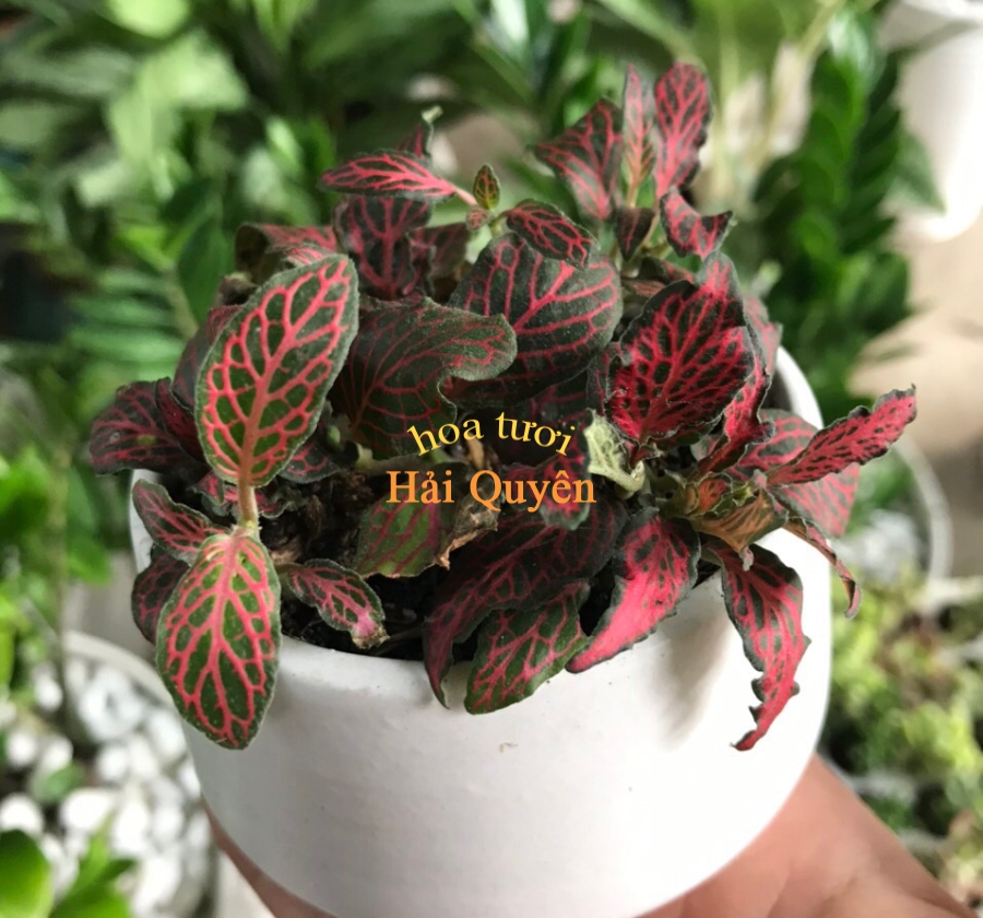 Cây May Mắn