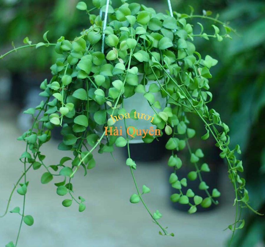 Chậu treo Đolar