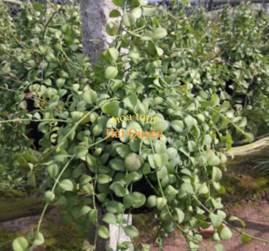 Chậu treo Đolar