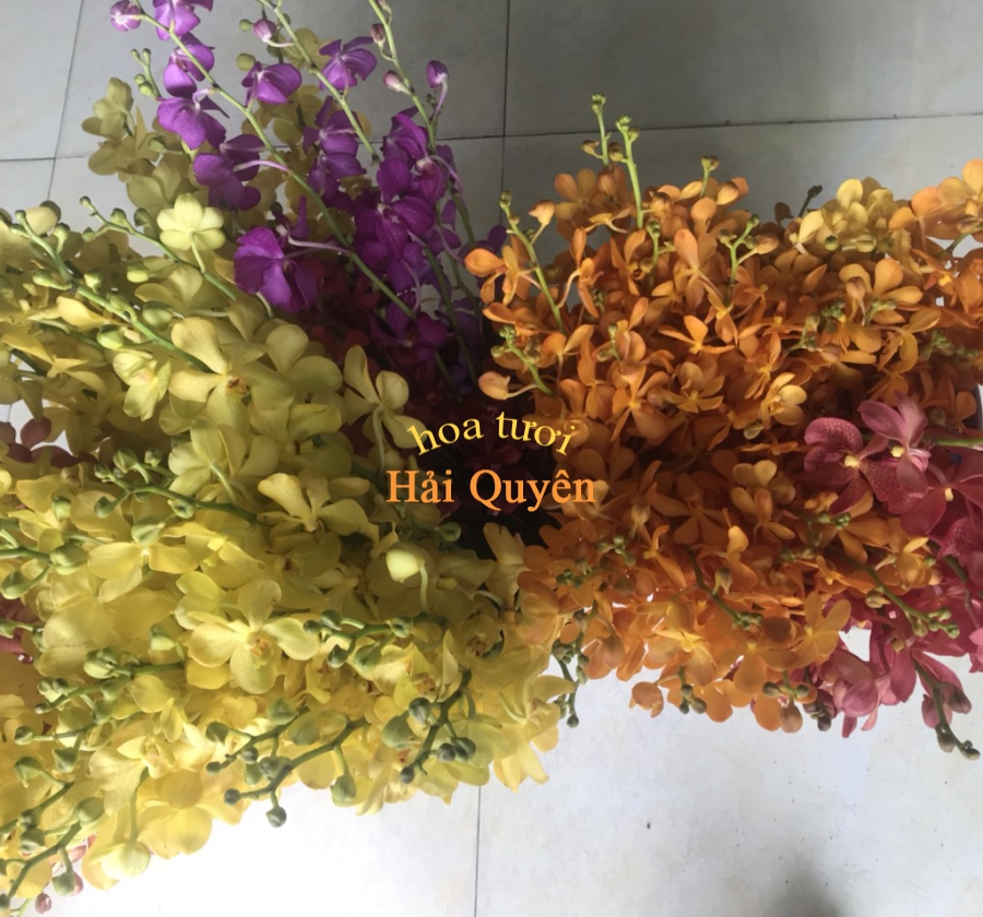 Hoa Tươi Đẹp, Lan Mokara Cắt Cành Vàng Nến