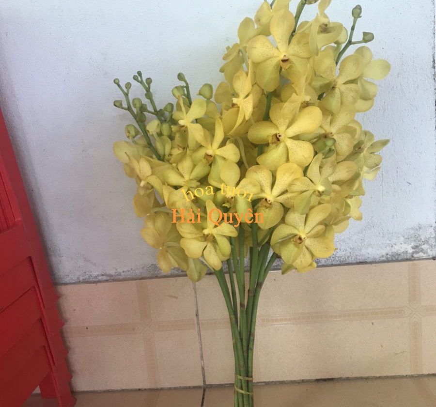 Hoa Tươi Đẹp, Lan Mokara Cắt Cành Vàng Nến
