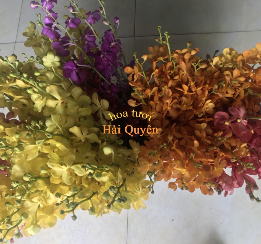 Hoa Tươi Đẹp, Lan Mokara Cắt Cành Vàng Nến