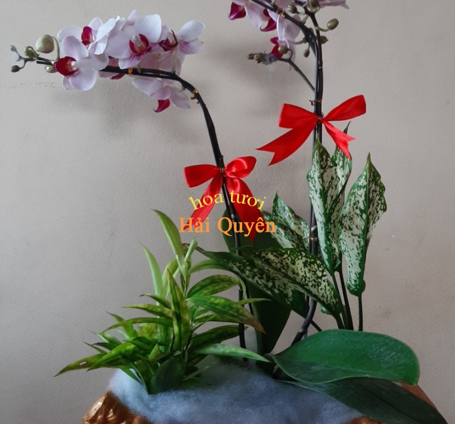 Lan Tiểu Hồ Điệp