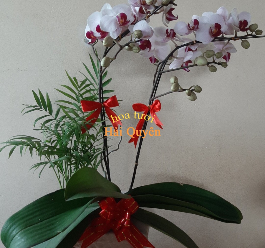 Lan Tiểu Hồ Điệp