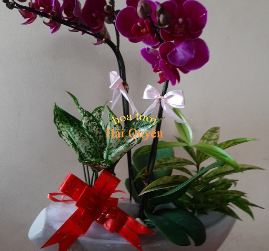 Lan Tiểu Hồ Điệp