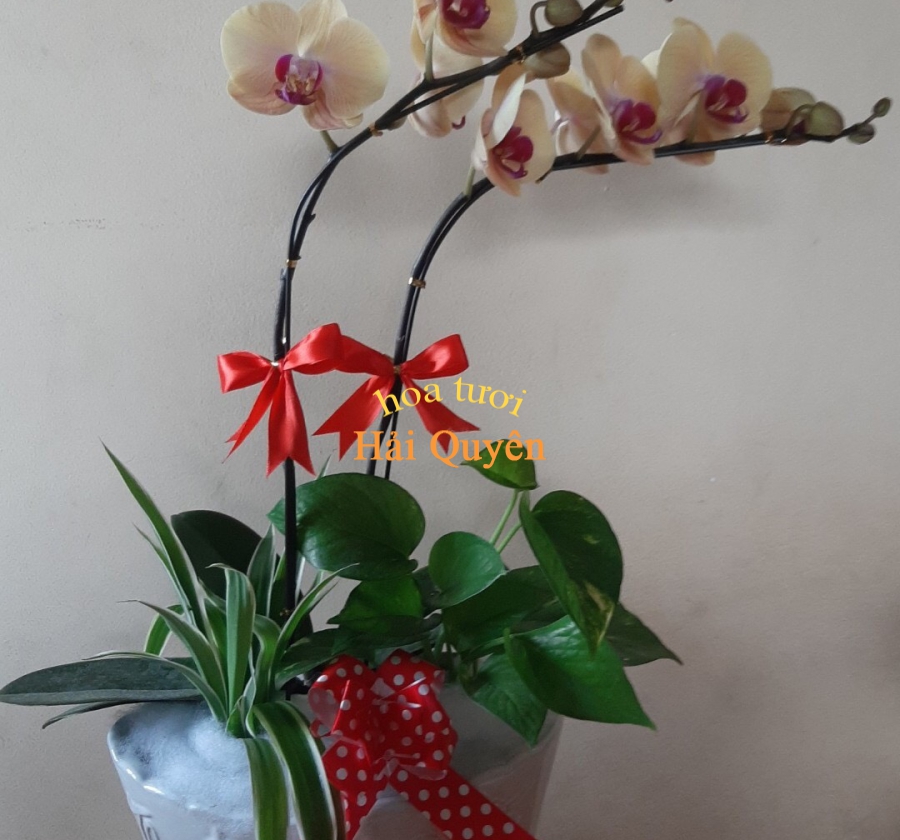 Lan Tiểu Hồ Điệp