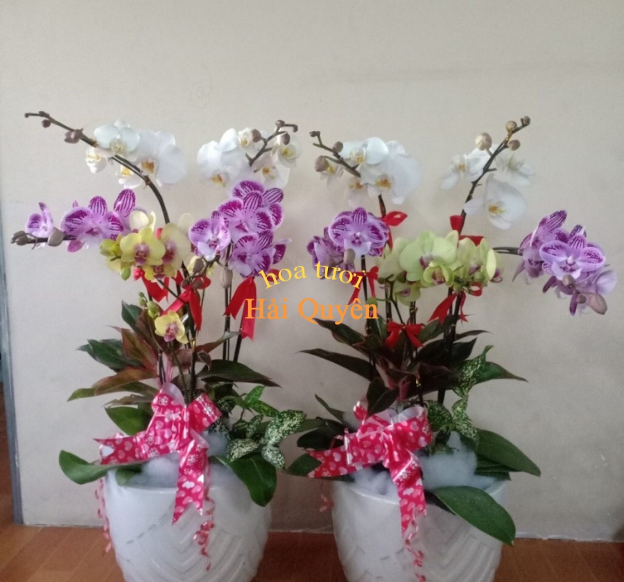Lan Tiểu Hồ Điệp