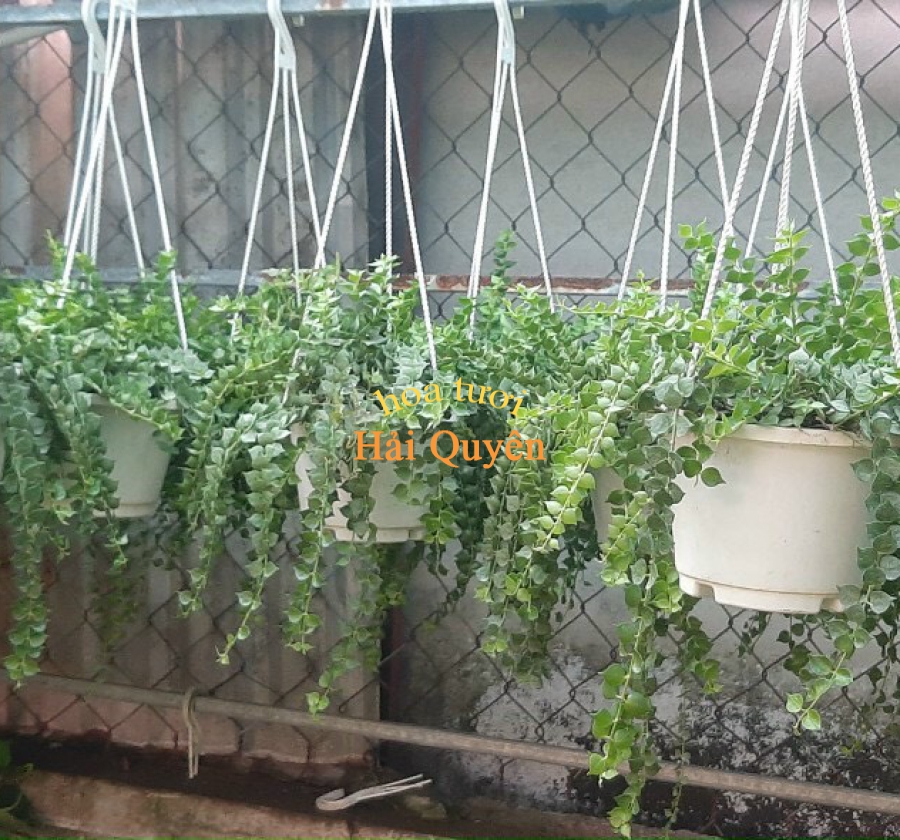 Cây Lan Tim Chậu Treo