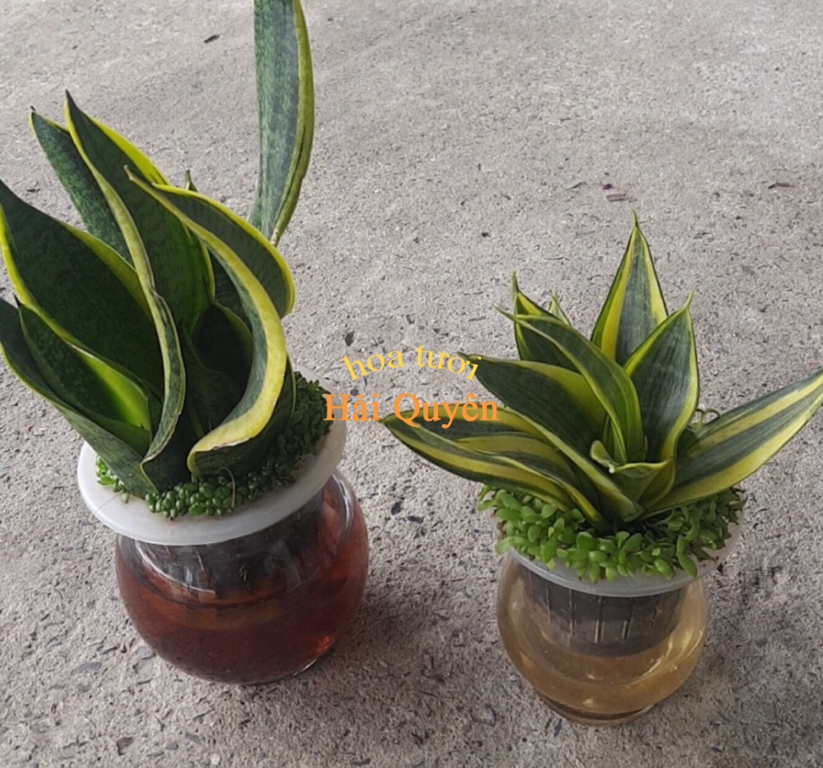 Cây Lưỡi hổ trong nước