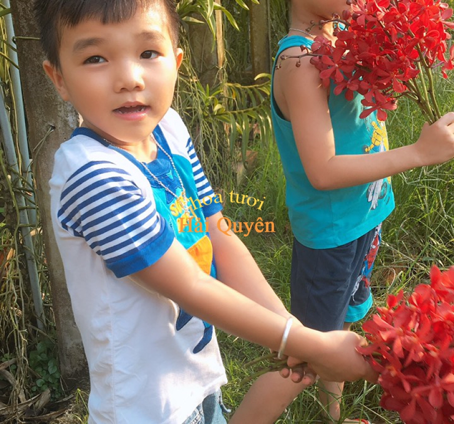 Hoa Lan Mokara mix màu