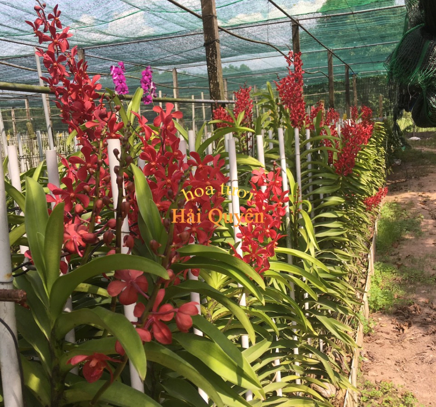 Hoa Lan Mokara mix màu