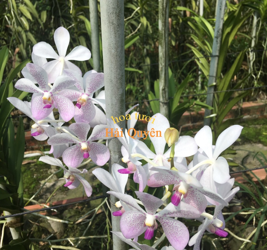 Hoa Lan Mokara mix màu