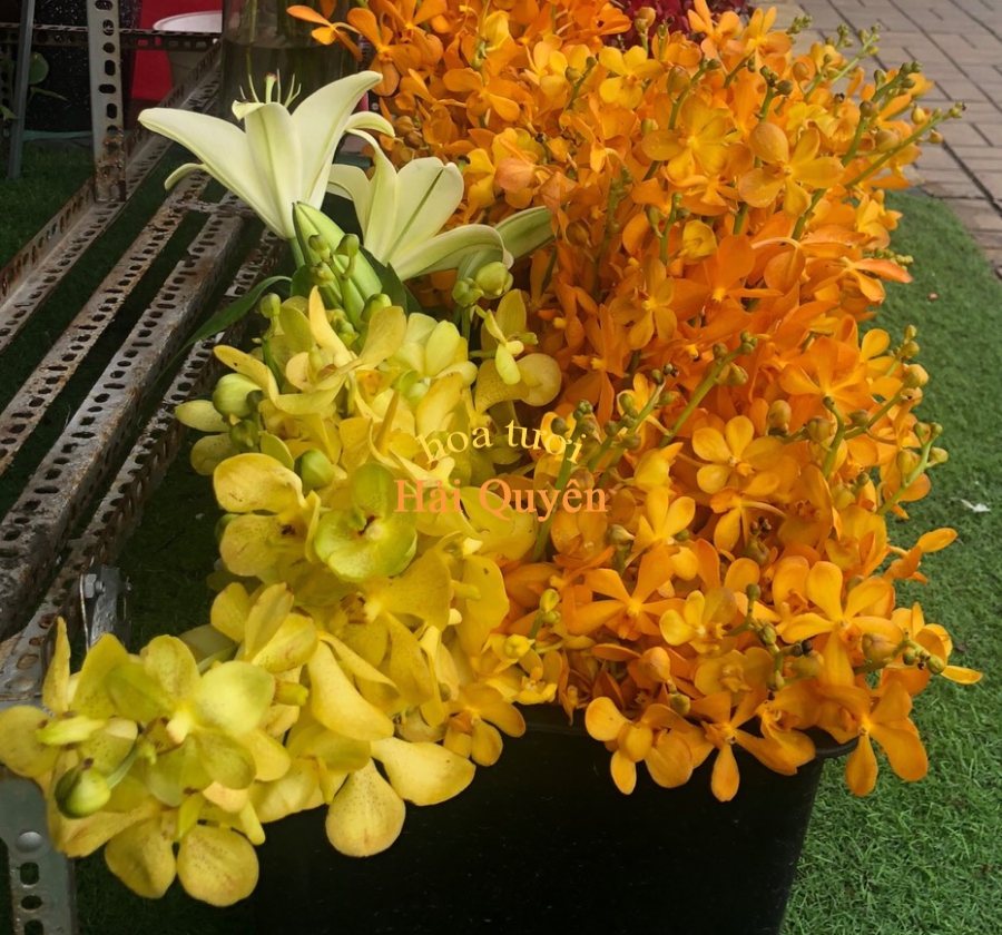 Hoa Lan Mokara mix màu