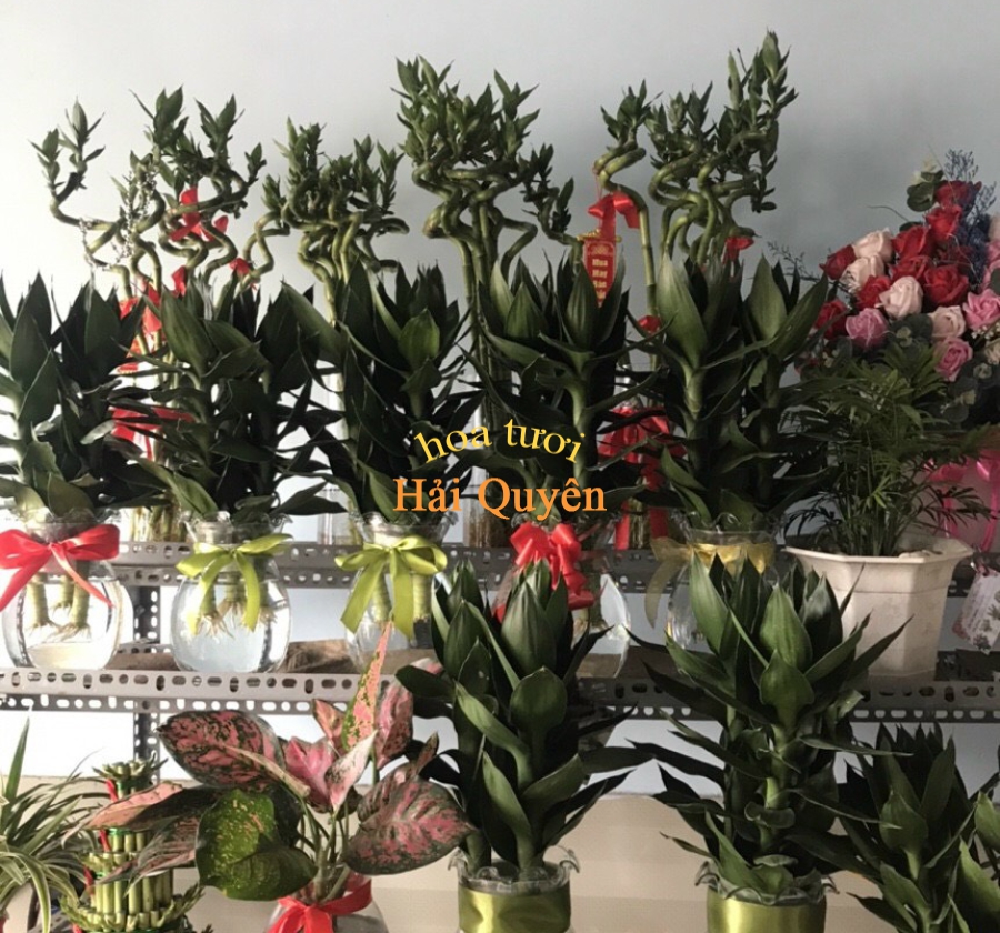 Phát tài trong nước